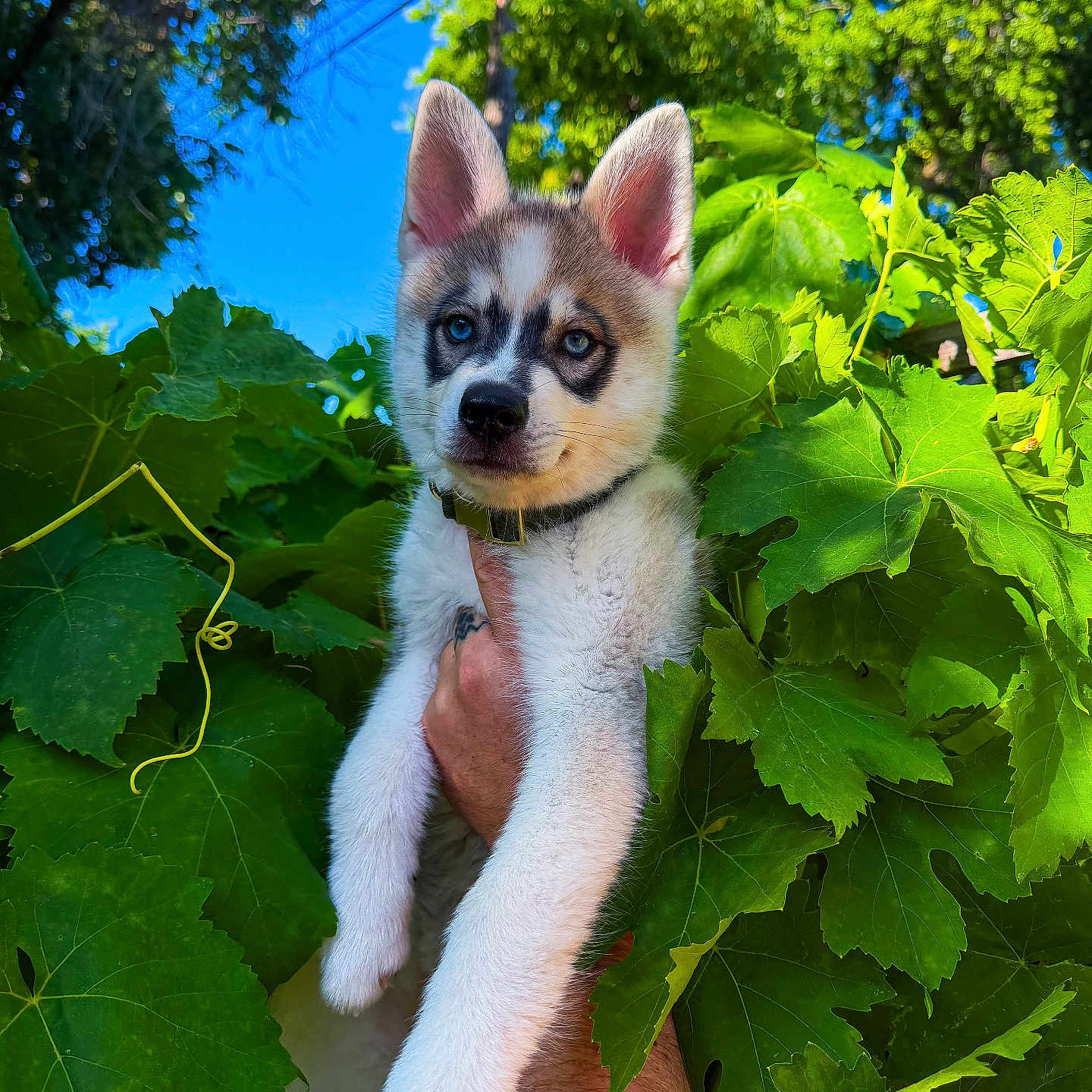 Toa joined the competition — help win amazing prizes! puppy, dog, husky, animal, pet, green_leaves, plants, nature, outdoor, blue_sky, fur, ears, eyes, hand, collar, cute, young, portrait, daylight, leafy_background