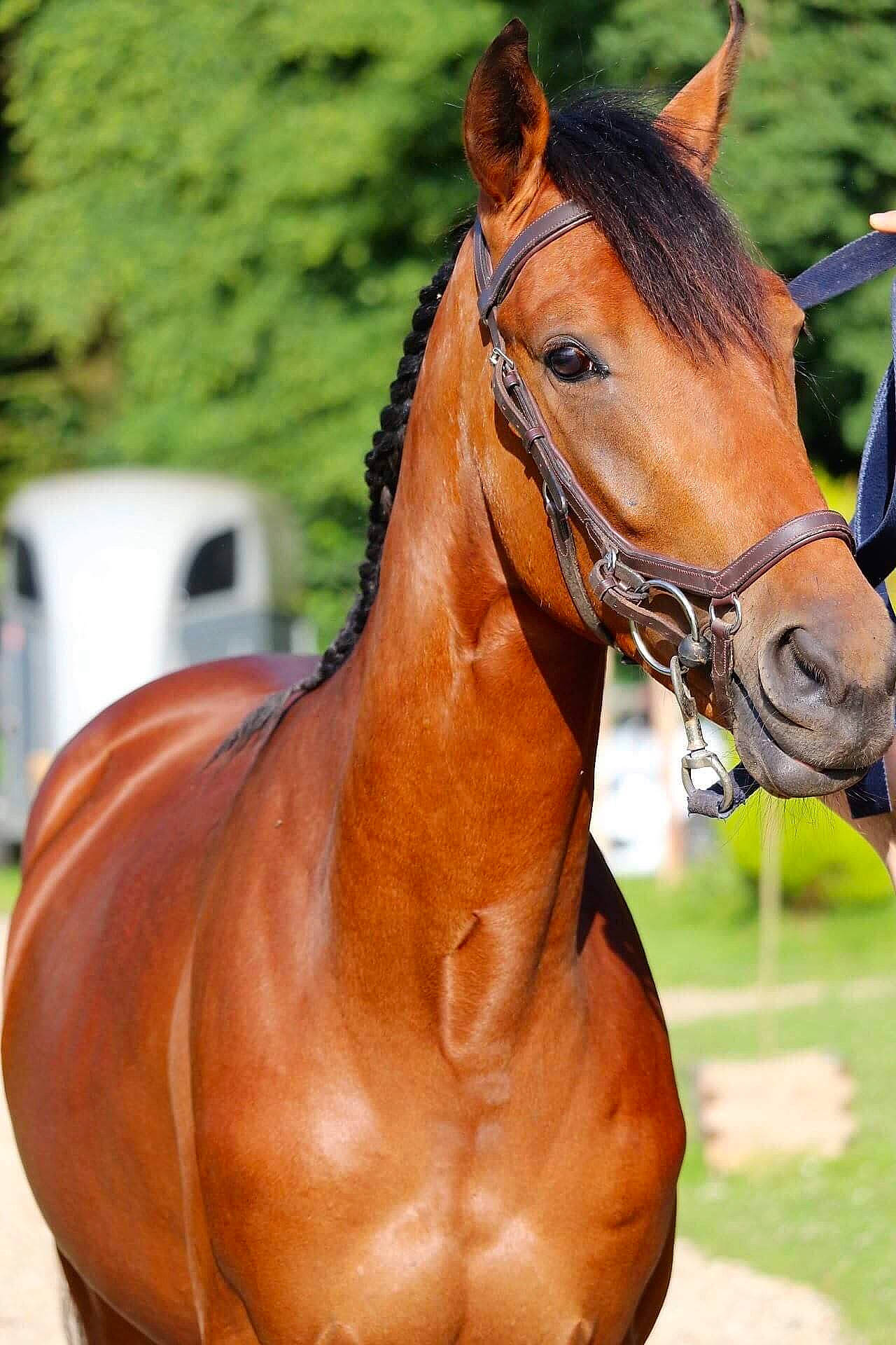 Gunter participe au concours pour gagner de l'argent avec cette photo : bit, bridle, halter, horse, horse_harness, horse_supplies, horse_tack, liver, livestock, mammal, mane, mare, mustang_horse, neck, rein, snout, sorrel, stallion, vertebrate