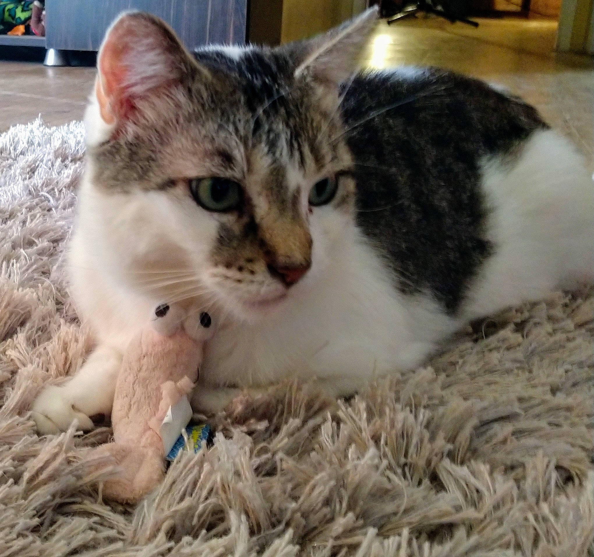 Brantley is registered to the contest to win money with this photo: aegean_cat, american_curl, american_shorthair, american_wirehair, asian, carnivore, cat, domestic_long_haired_cat, domestic_short_haired_cat, european_shorthair, felidae, fur, kitten, mammal, norwegian_forest_cat, paw, polydactyl_cat, small_to_medium_sized_cats, tabby_cat, whiskers