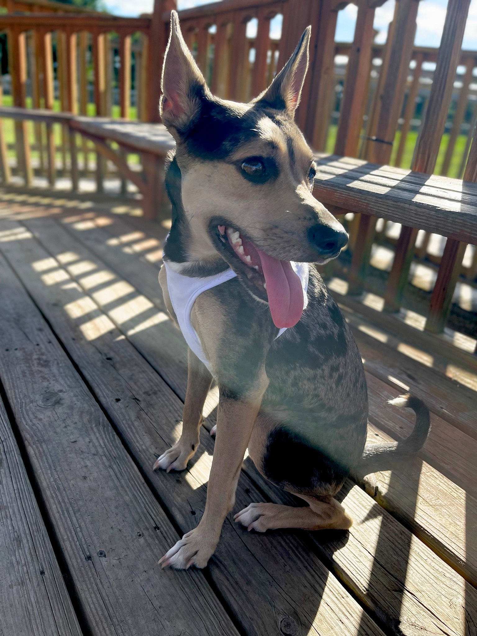 Rebel joined the competition — help win amazing prizes! canidae, carnivore, collar, companion_dog, deck, dog, dog_breed, dog_supply, fawn, fence, fur, pet_supply, recreation, sled_dog, snout, sporting_group, tail, wood, working_animal, working_dog