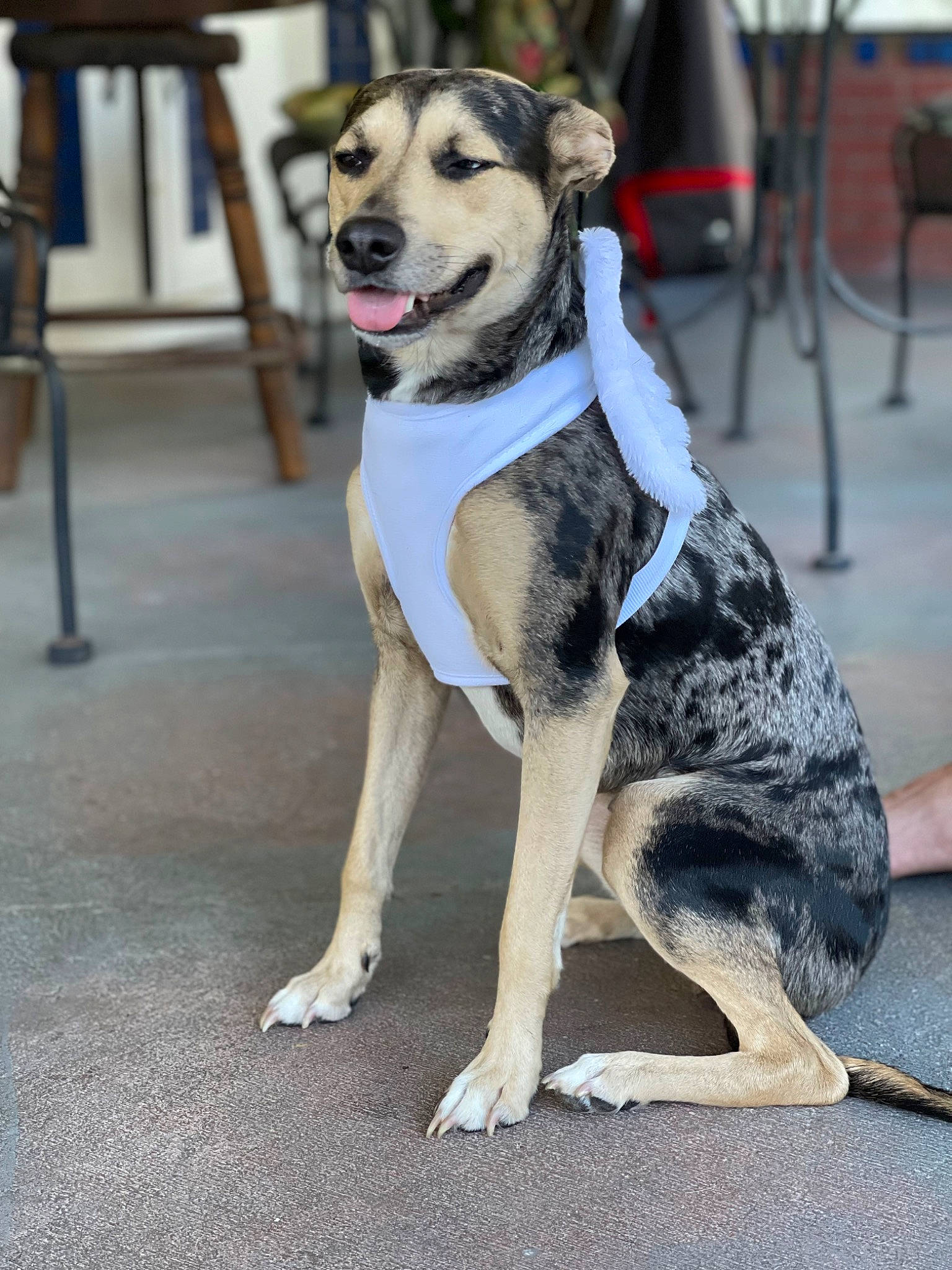 Rebel is registered to the contest to win money with this photo: carnivore, chair, collar, companion_dog, dog, dog_breed, dog_clothes, dog_collar, dog_supply, fur, grey, guard_dog, leash, paw, pet_supply, smile, street_fashion, tail, working_animal, working_dog