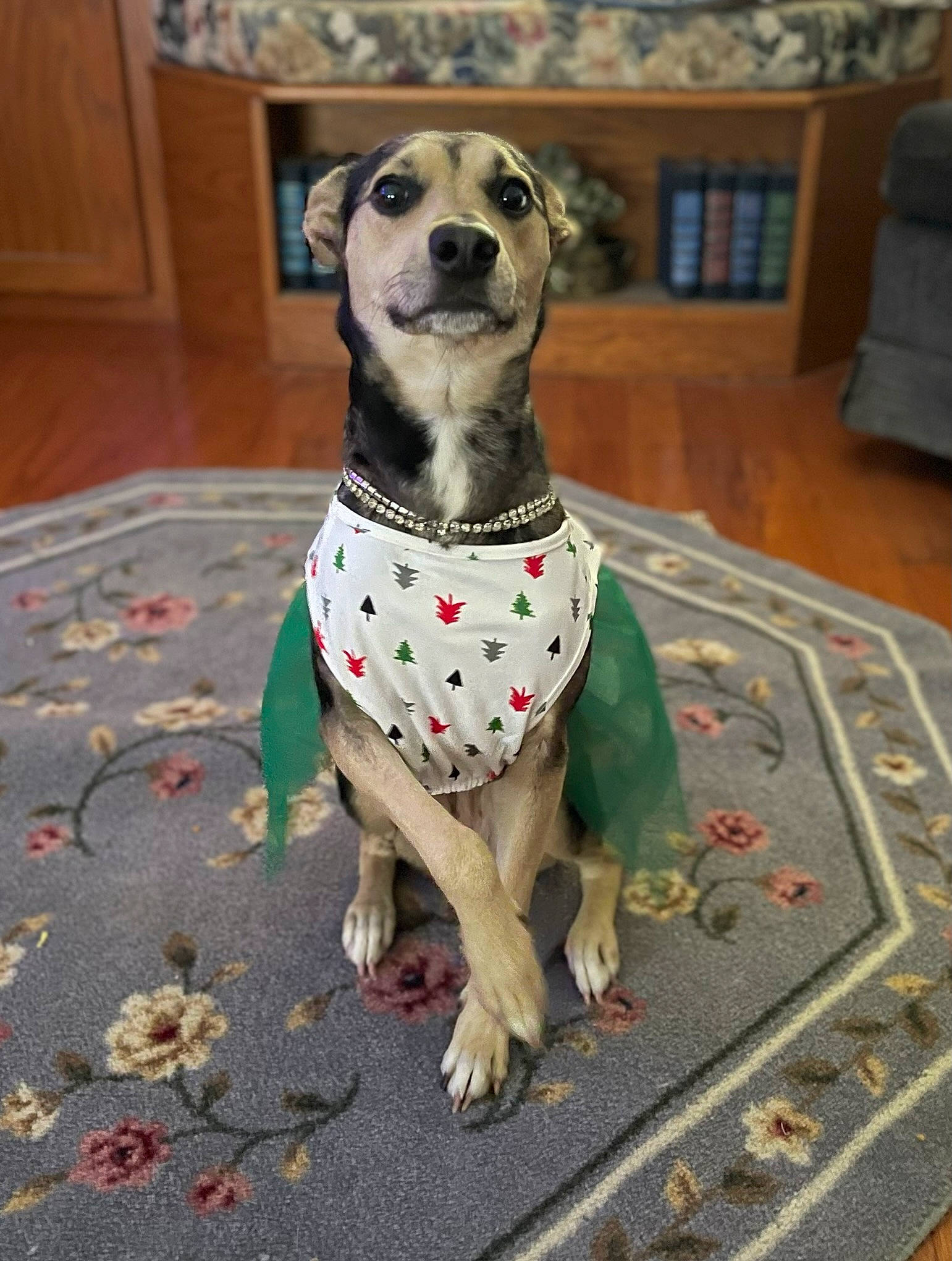 Rebel joined the competition — help win amazing prizes! cabinetry, canidae, carnivore, companion_dog, dog, dog_breed, dog_clothes, dog_supply, fawn, flooring, hardwood, pattern, pet_supply, snout, sporting_group, terrestrial_animal, toy, whiskers, wood, working_animal