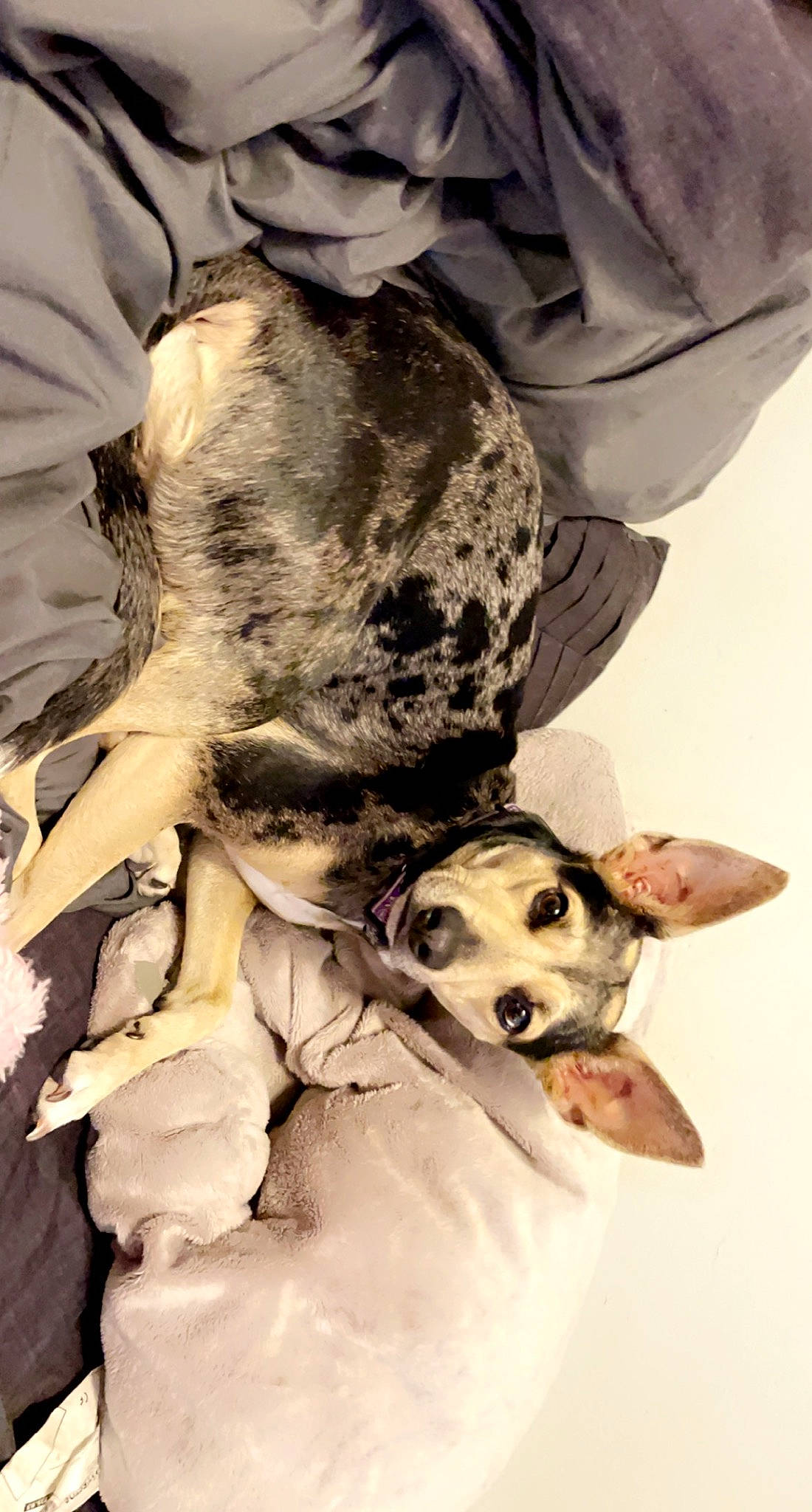 Rebel is registered to the contest to win money with this photo: ball, canidae, carnivore, comfort, companion_dog, dog, dog_breed, dog_collar, fawn, fur, guard_dog, military_camouflage, nap, paw, puppy_love, snout, sporting_group, street_dog, whiskers, working_animal