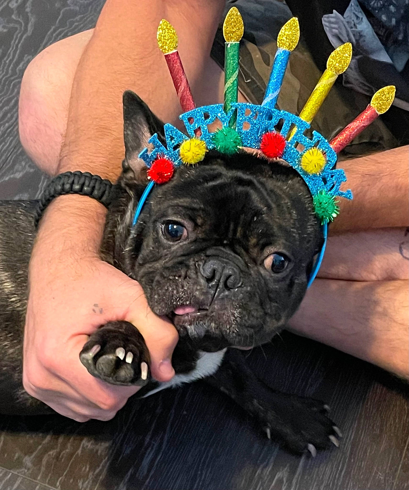 Royce joined the competition — help win amazing prizes! bracelet, canidae, carnivore, companion_dog, dog, dog_breed, electric_blue, fashion_accessory, fawn, gesture, nail, party_supply, pug, snout, sporting_group, toy_dog, whiskers, working_animal, wrinkle, wrist