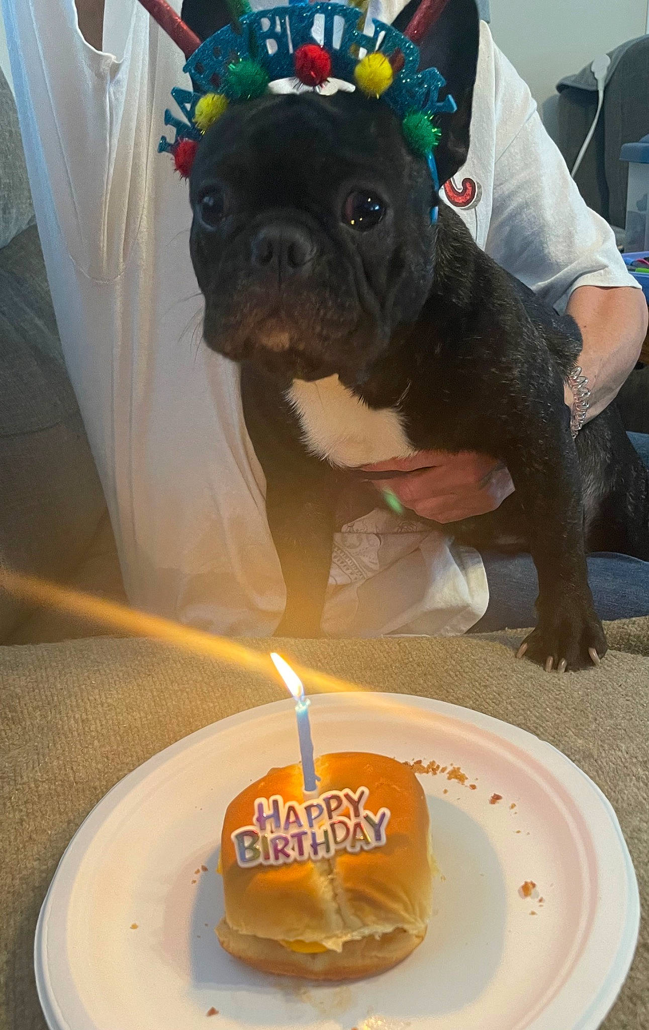 Royce is registered to the contest to win money with this photo: baked_goods, birthday_cake, birthday_candle, cake, cake_decorating_supply, candle, carnivore, companion_dog, cuisine, cup, dessert, dog, dog_breed, fawn, food, ingredient, plate, snout, sugar_cake, tableware