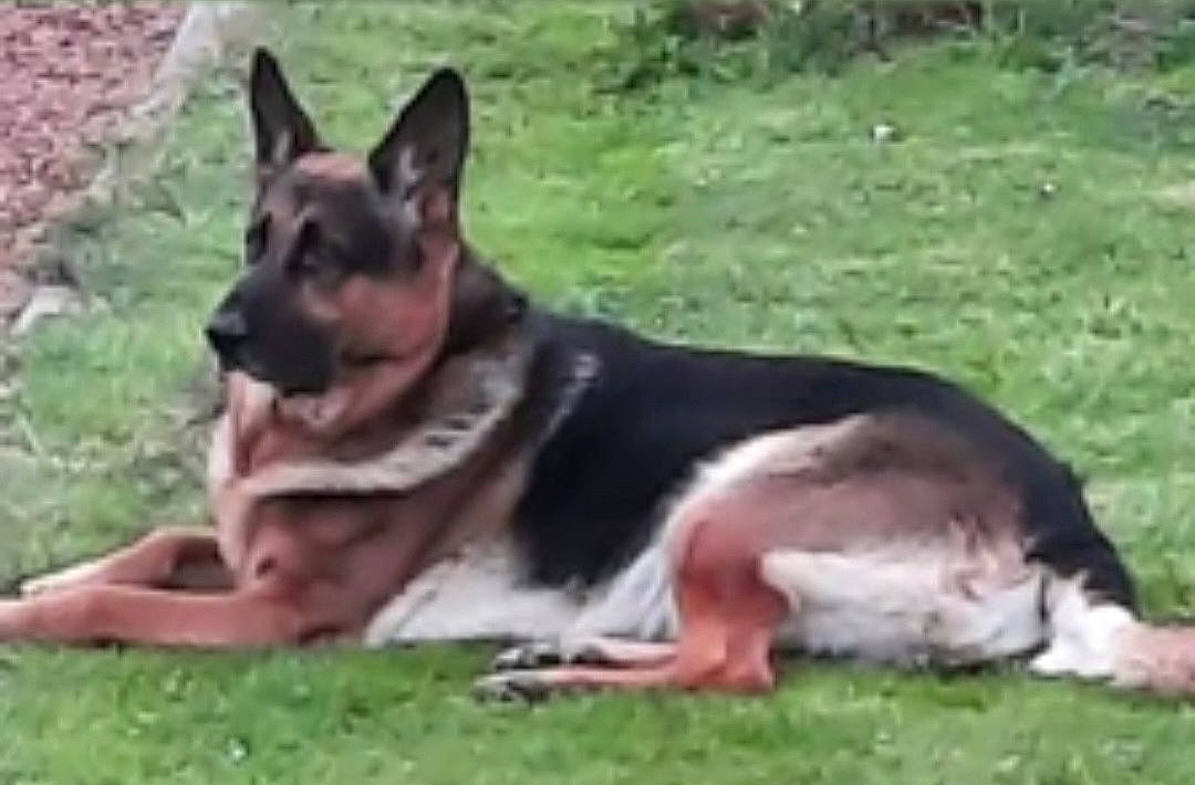 Looping participe au concours pour gagner de l'argent avec cette photo : ancient_dog_breeds, art, carnivore, companion_dog, dog, dog_breed, dog_supply, east_european_shepherd, event, german_shepherd_dog, grass, herding_dog, king_shepherd, sharing, snout, sporting_group, terrestrial_animal, working_animal, working_dog