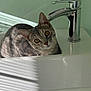cat, sink, faucet, indoor, pet, animal, curious, resting, white, light, shadow, striped_shadow, feline, bathroom, modern, relaxed, closeup, cute, domestic_animal, quiet