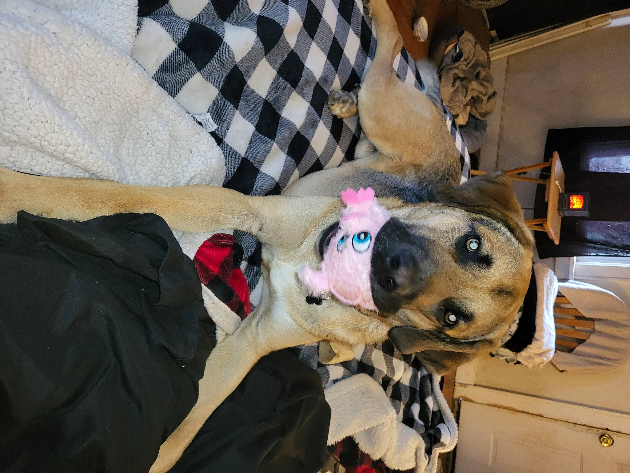 Tank is registered to the contest to win money with this photo: canidae, carnivore, comfort, companion_dog, costume, dog, dog_breed, dog_supply, fawn, fur, non_sporting_group, pattern, plaid, selfie, snout, sporting_group, tartan, television