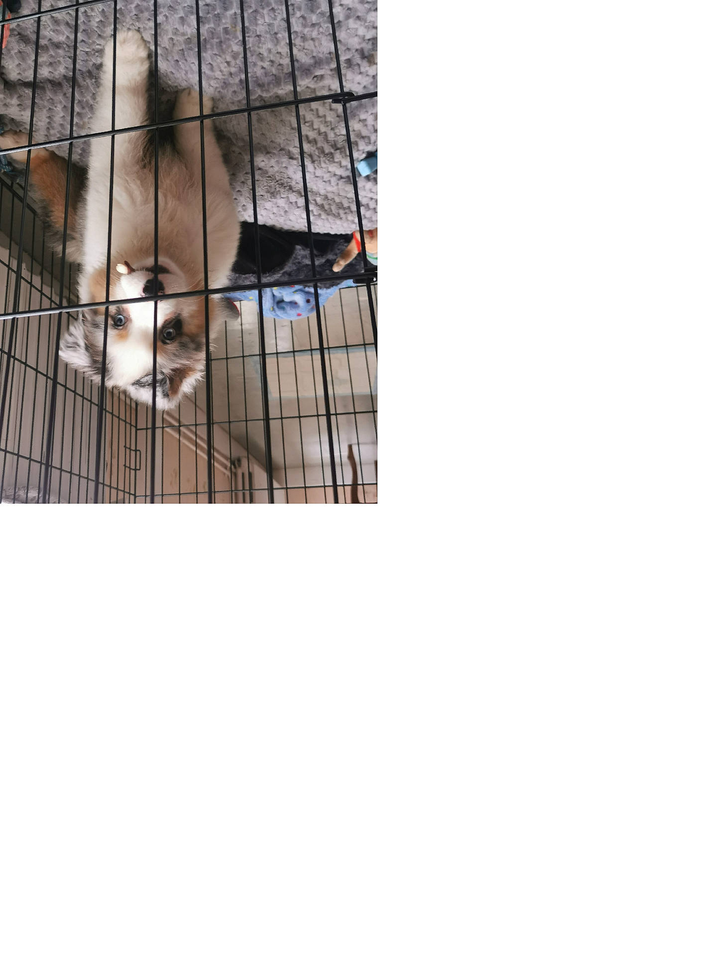 Aslan a rejoint le concours — aidez-le/la à gagner de superbes lots ! animal, blanket, blue_eyes, cage, cozy, crate, cute, dog, domestic, floor, fur, home, indoor, looking_up, pet, playful, puppy, resting, toy, young