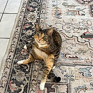 Brea joined the competition — help win amazing prizes! animal, cat, curious, cute, domestic_animal, ears, feline, floor, household, indoor, looking_up, patterned_rug, pet, rug, sitting, tabby, tail, tile_floor, whiskers, white_paws