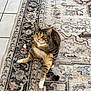 animal, cat, curious, cute, domestic_animal, ears, feline, floor, household, indoor, looking_up, patterned_rug, pet, rug, sitting, tabby, tail, tile_floor, whiskers, white_paws