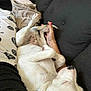 dog, white_dog, couch, black_couch, pajama_pants, hand, human_hand, paw, pet_hair, blanket, hoodie, relaxed, indoor, playing, resting, animal, fur, comfort, casual, tattoo