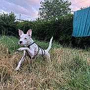 Aiko a rejoint le concours — aidez-le/la à gagner de superbes lots ! dog, white_dog, grass, leaping, backyard, greenery, trees, clothesline, towel, outdoor, nature, sky, clouds, pet, animal, harness, playful, summer, evening, active