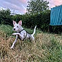 dog, white_dog, grass, leaping, backyard, greenery, trees, clothesline, towel, outdoor, nature, sky, clouds, pet, animal, harness, playful, summer, evening, active