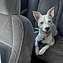 Aiko participe au concours pour gagner de l'argent avec cette photo : dog, white_dog, pet, car_interior, car_seat, seatbelt, happy, animal, canine, mammal, domestic_animal, cute, ears, nose, collar, leash, relaxed, inside_car, vehicle, smiling