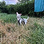Aiko a rejoint le concours — aidez-le/la à gagner de superbes lots ! dog, white_dog, grass, overgrown_grass, backyard, clothesline, blue_towel, bushes, outdoor, pet, animal, sunset, nature, leash, curious, alert, fence, sky, greenery, daylight