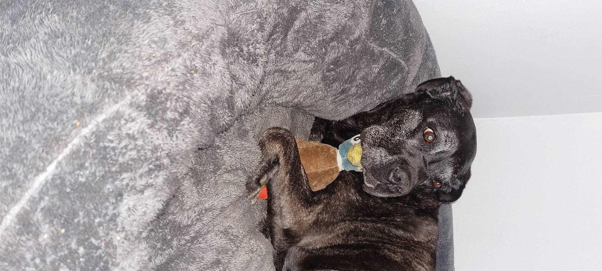 Iris a rejoint le concours — aidez-le/la à gagner de superbes lots ! adventure, borador, canidae, carnivore, collar, companion_dog, dog, dog_breed, dog_collar, fawn, fur, grey, guard_dog, liver, puppy, snout, sporting_group, tail, working_animal, working_dog