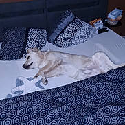 Venom a rejoint le concours — aidez-le/la à gagner de superbes lots ! accessories, animal, bag, bed, bedroom, blanket, canine, cushion, dog, furniture, handbag, homedecor, husky, indoors, nature, outdoors, pet, room, snow, toy