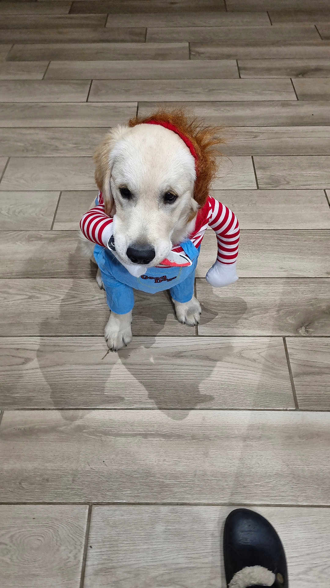 Venom a rejoint le concours — aidez-le/la à gagner de superbes lots ! accessories, animal, canine, clothing, dog, footwear, goldenretriever, hardwood, hosiery, hound, path, pet, poodle, puppy, shoe, sock, strap, walkway, whitedog, wood