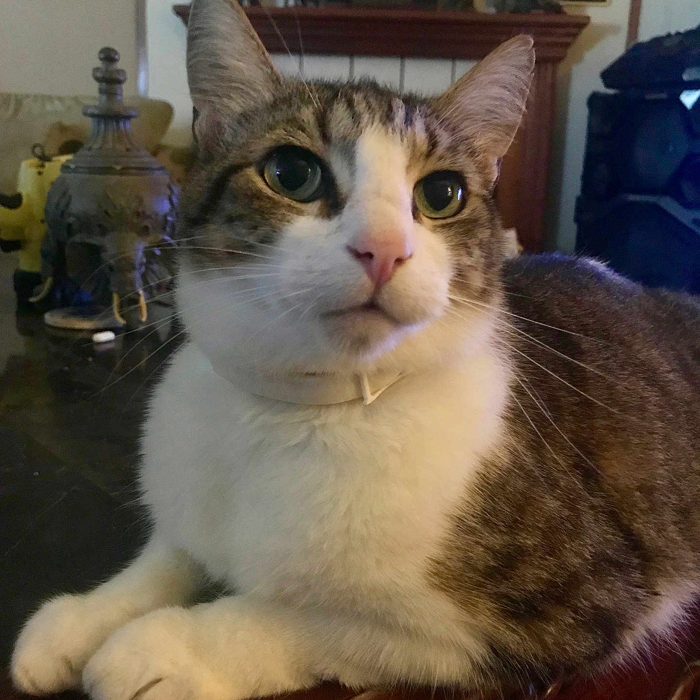 Sir Robert Cuthbert is registered to the contest to win money with this photo: animal, cat, closeup, curious, decor, domestic_animal, ears, elephant_statue, feline, figurine, fur, home, indoor, pet, portrait, resting, tabby_cat, table, whiskers, wood