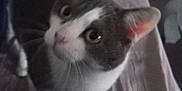 Houna a rejoint le concours — aidez-le/la à gagner de superbes lots ! cat, pet, indoor, bed, sheet, pillow, curious, fur, animal, whiskers, ears, eyes, domestic, mammal, feline, looking_up, standing, closeup, blurred, cozy