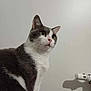 Houna a rejoint le concours — aidez-le/la à gagner de superbes lots ! cat, gray_and_white, pet, indoor, whiskers, fur, animal, curious, side_view, radiator_valve, shadow, close_up, looking_away, domestic_cat, mammal, cute, feline, portrait, sitting, wall