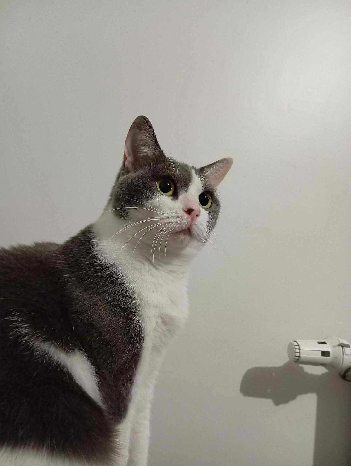 Houna a rejoint le concours — aidez-le/la à gagner de superbes lots ! cat, gray_and_white, pet, indoor, whiskers, fur, animal, curious, side_view, radiator_valve, shadow, close_up, looking_away, domestic_cat, mammal, cute, feline, portrait, sitting, wall