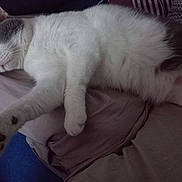 Houna participe au concours pour gagner de l'argent avec cette photo : cat, pet, animal, feline, white_fur, gray_fur, paw, bed, resting, cute, domestic_animal, whiskers, fur, sleepy, indoors, relaxed, closeup, mammal, soft, cozy