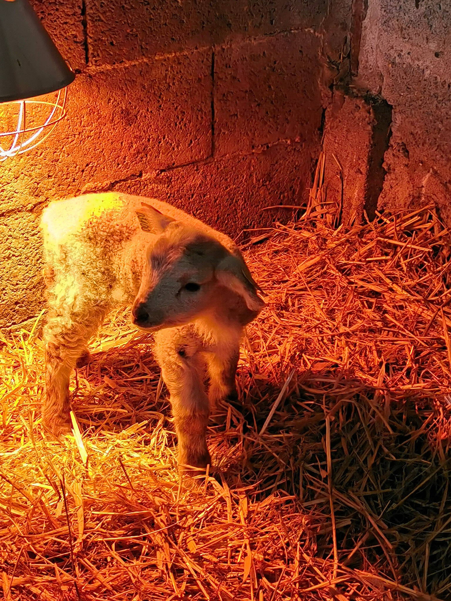 Poopie a rejoint le concours — aidez-le/la à gagner de superbes lots ! adaptation, carnivore, fawn, hay, meerkat, snout, straw