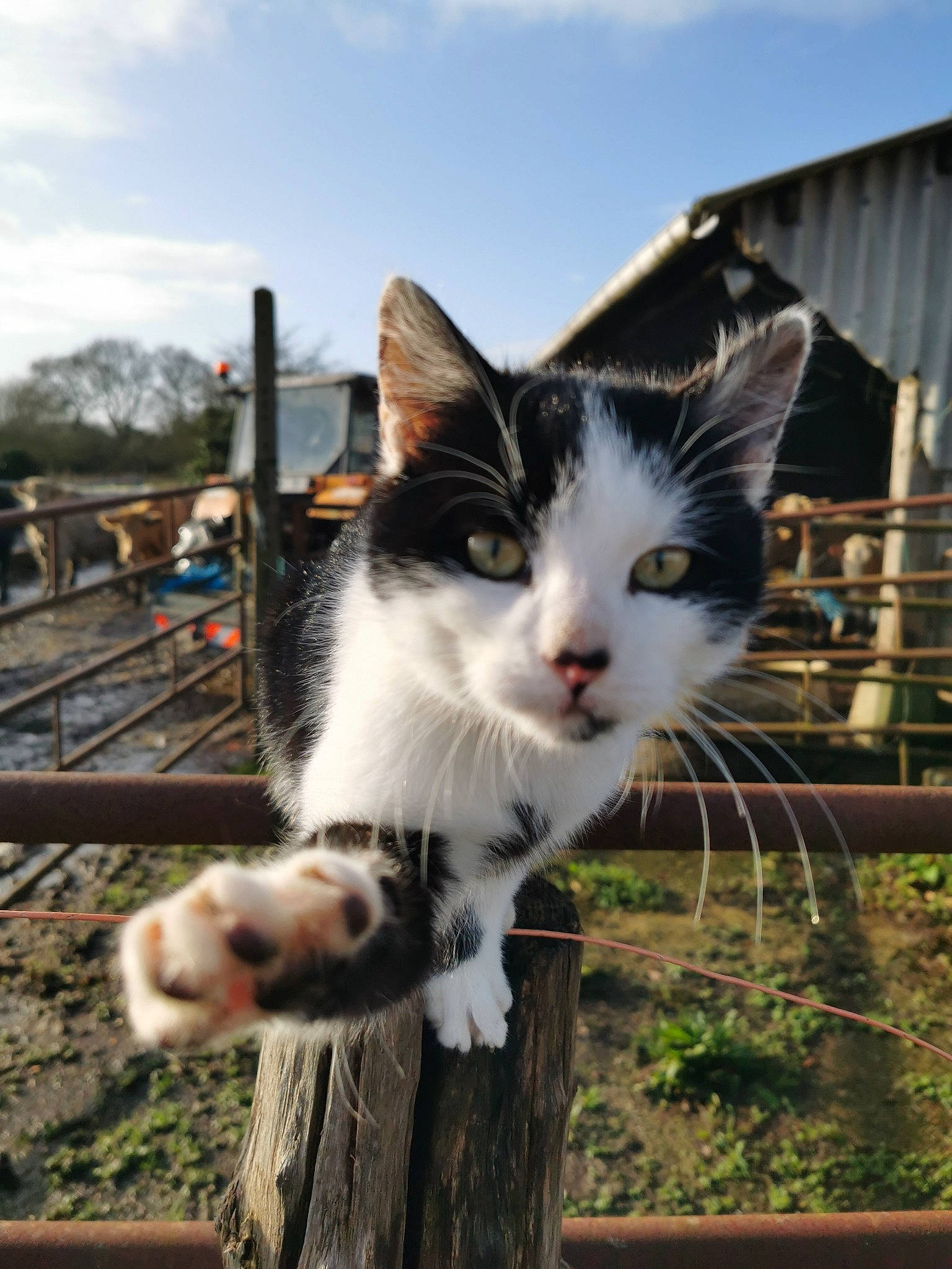 Prince participe au concours pour gagner de l'argent avec cette photo : aegean_cat, american_wirehair, carnivore, cat, domestic_short_haired_cat, european_shorthair, felidae, kitten, photography, polydactyl_cat, small_to_medium_sized_cats, snout, tree, turkish_van, whiskers, wildlife