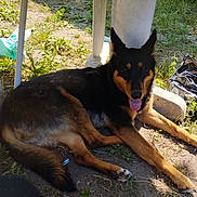 Chioky a rejoint le concours — aidez-le/la à gagner de superbes lots ! dog, animal, outdoor, sunlight, grass, pet, resting, tongue_out, black_and_tan, canine, nature, relaxed, summer, ground, shade, plastic, leaf, paw, fur, happy