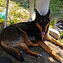 dog, animal, outdoor, sunlight, grass, pet, resting, tongue_out, black_and_tan, canine, nature, relaxed, summer, ground, shade, plastic, leaf, paw, fur, happy