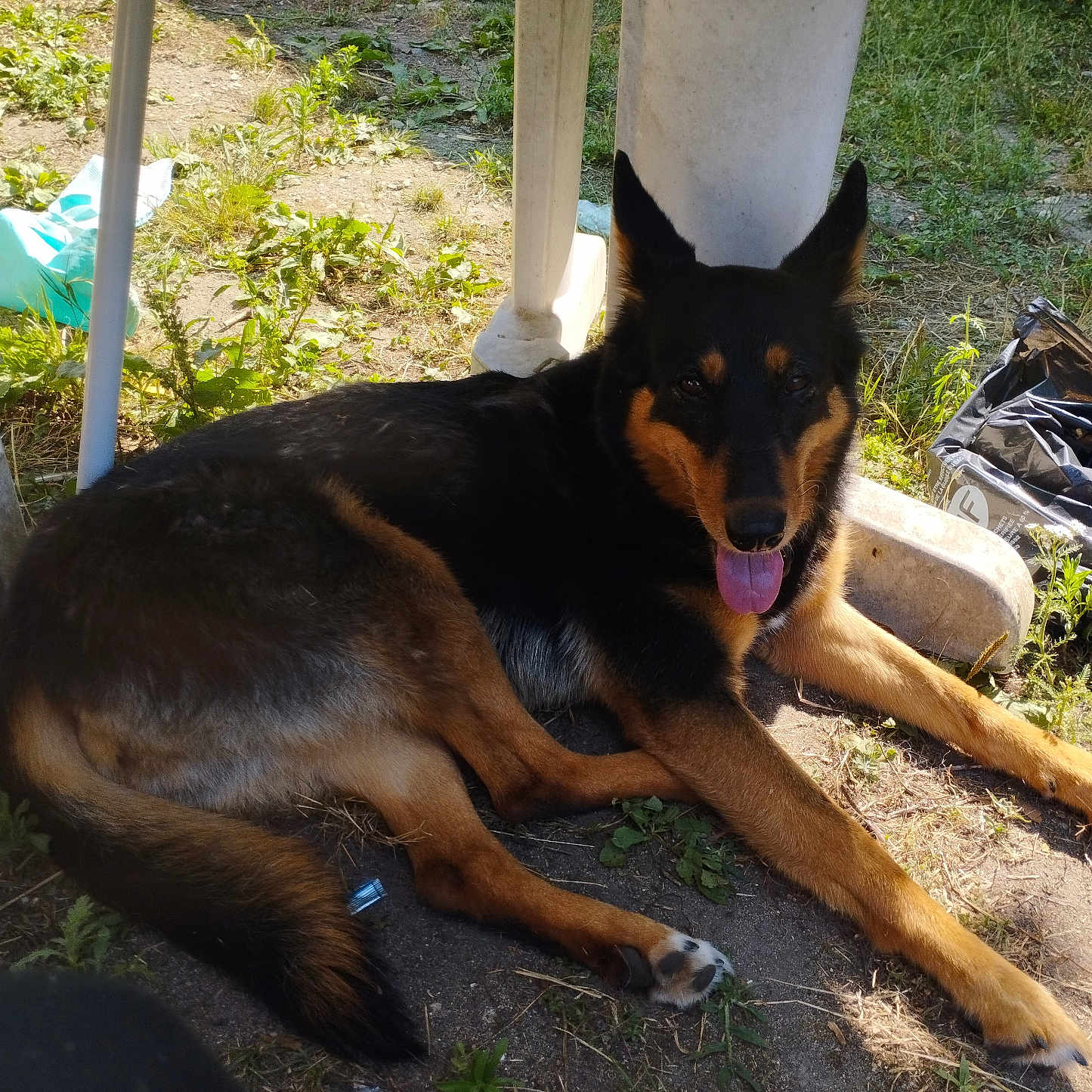 Chioky a rejoint le concours — aidez-le/la à gagner de superbes lots ! animal, black_and_tan, canine, dog, fur, grass, ground, happy, leaf, nature, outdoor, paw, pet, plastic, relaxed, resting, shade, summer, sunlight, tongue_out