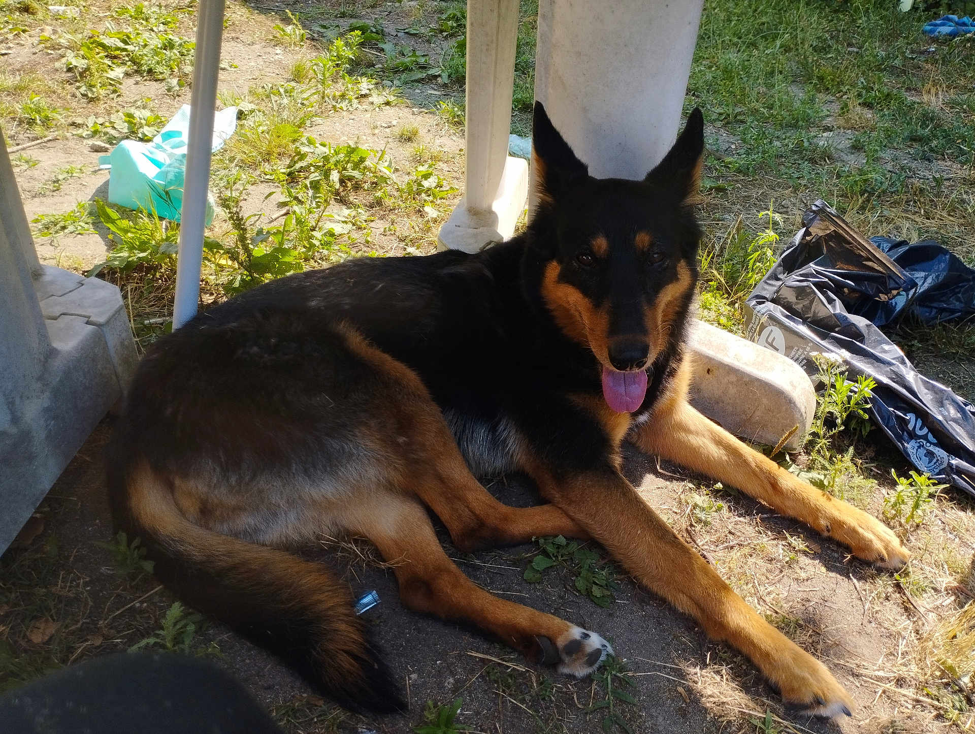 Chioky a rejoint le concours — aidez-le/la à gagner de superbes lots ! dog, animal, outdoor, sunlight, grass, pet, resting, tongue_out, black_and_tan, canine, nature, relaxed, summer, ground, shade, plastic, leaf, paw, fur, happy