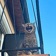 Iris a rejoint le concours — aidez-le/la à gagner de superbes lots ! cat, tabby_cat, animal, pet, balcony, outdoor, blue_sky, building, metal_bars, fence, yawning, feline, mouth_open, teeth, whiskers, fur, sitting, daylight, architecture, window