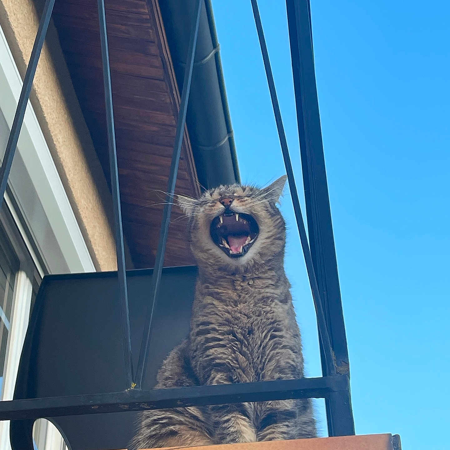 Iris a rejoint le concours — aidez-le/la à gagner de superbes lots ! cat, tabby_cat, animal, pet, balcony, outdoor, blue_sky, building, metal_bars, fence, yawning, feline, mouth_open, teeth, whiskers, fur, sitting, daylight, architecture, window