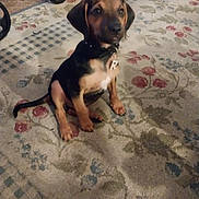 Rocky joined the competition — help win amazing prizes! puppy, dog, collar, indoor, carpet, floral_pattern, brown, black, pet, floor, sitting, cute, young, animal, domestic, furniture, wheel, tag, small, attentive