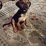 puppy, dog, collar, indoor, carpet, floral_pattern, brown, black, pet, floor, sitting, cute, young, animal, domestic, furniture, wheel, tag, small, attentive