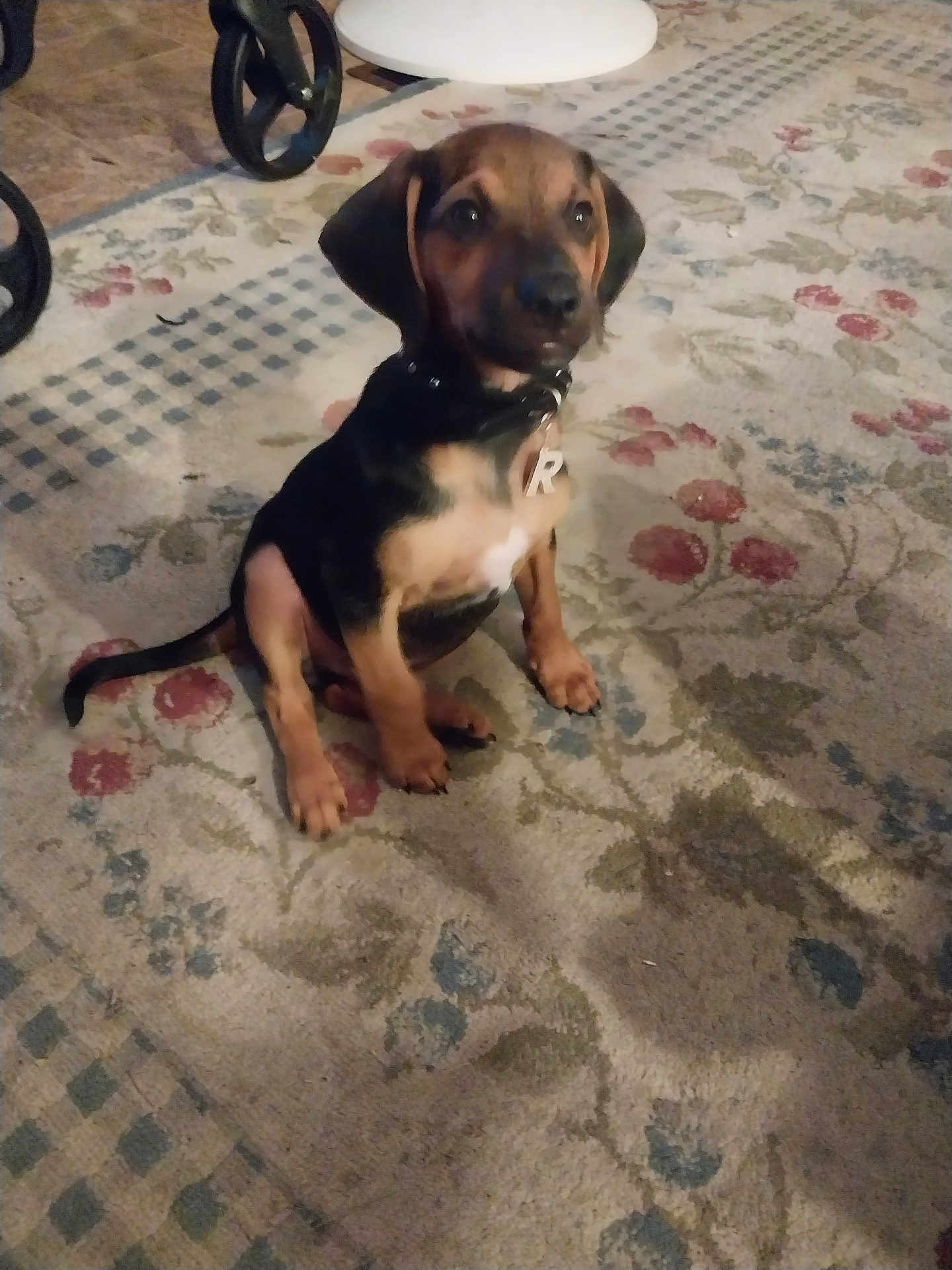 Rocky joined the competition — help win amazing prizes! puppy, dog, collar, indoor, carpet, floral_pattern, brown, black, pet, floor, sitting, cute, young, animal, domestic, furniture, wheel, tag, small, attentive