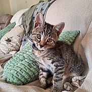 Henry is registered to the contest to win money with this photo: blanket, bow_tie, cat, couch, cozy, curious, cute, decor, ears, feline, fur, home, indoor, kitten, pet, pillow, sitting, tabby, texture, whiskers
