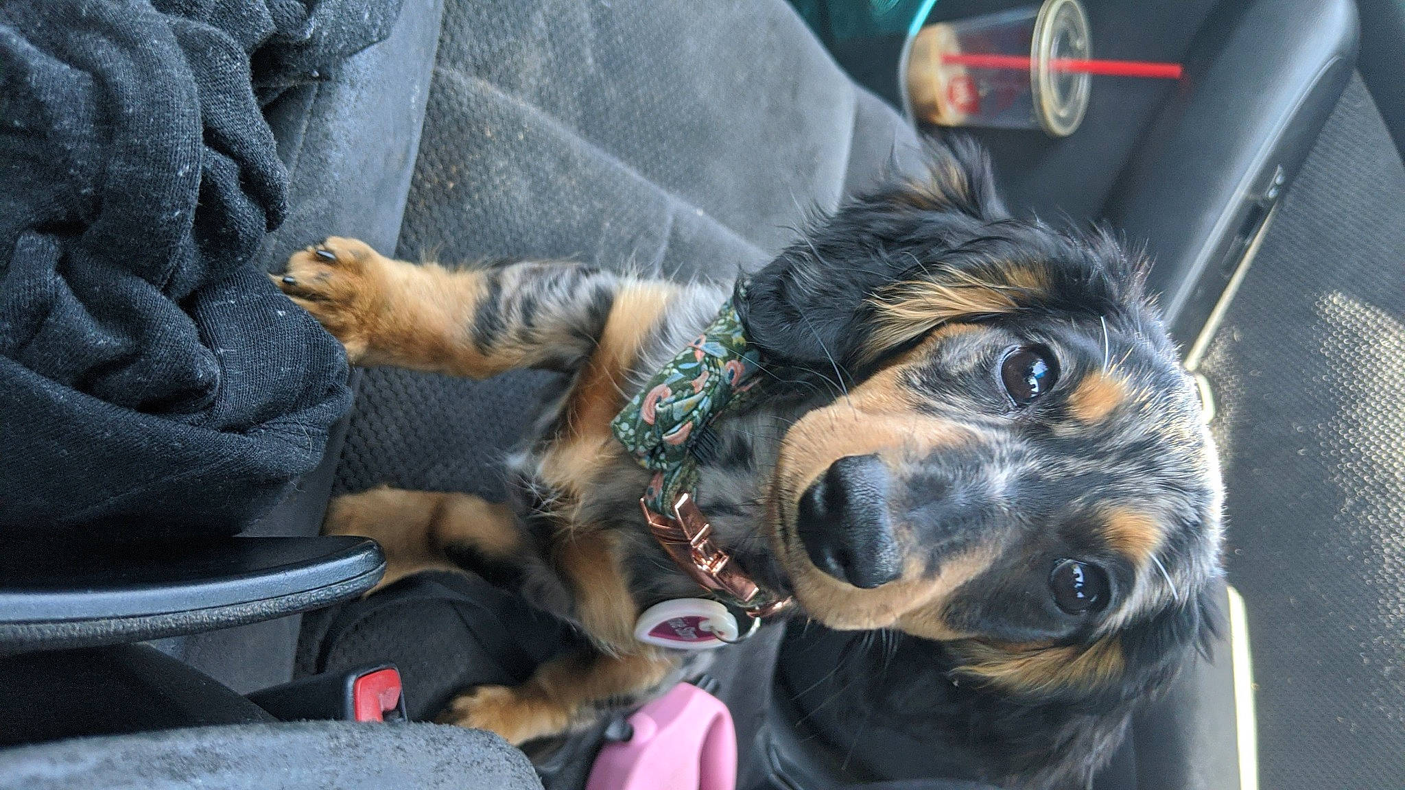 Cali joined the competition — help win amazing prizes! canidae, carnivore, companion_dog, dog, dog_breed, snout, sporting_group