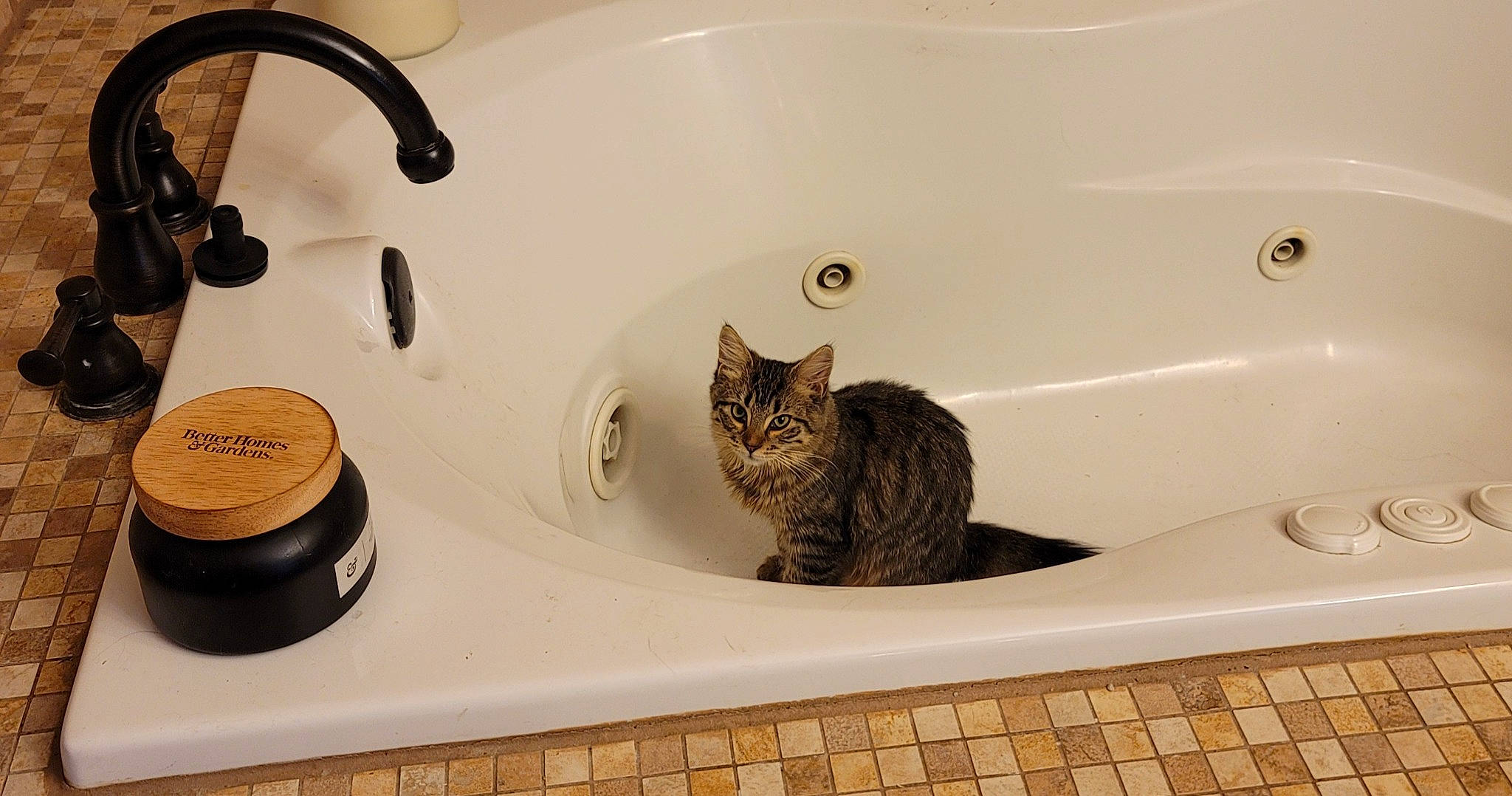 Chanel is registered to the contest to win money with this photo: audio_equipment, bathroom, bathroom_cabinet, bathroom_sink, brown, carnivore, cat, ceramic, design, felidae, floor, flooring, hardwood, plumbing, plumbing_fixture, product, room, small_to_medium_sized_cats, tap, wood