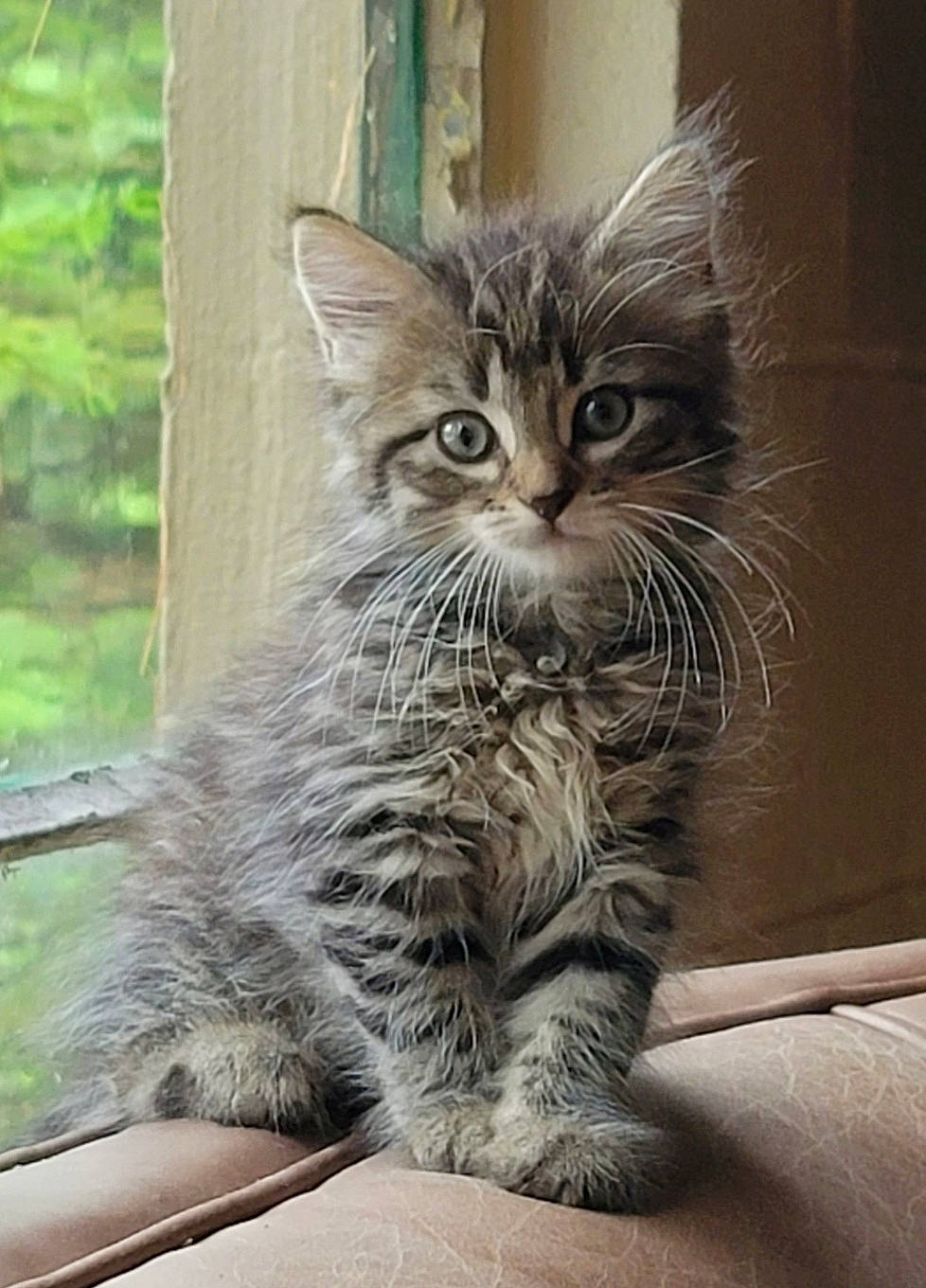 Chanel joined the competition — help win amazing prizes! carnivore, cat, claw, domestic_short_haired_cat, eye, felidae, fur, grass, maine_coon, paw, plant, sitting, small_to_medium_sized_cats, snout, tail, terrestrial_animal, whiskers, wildlife, window, wood