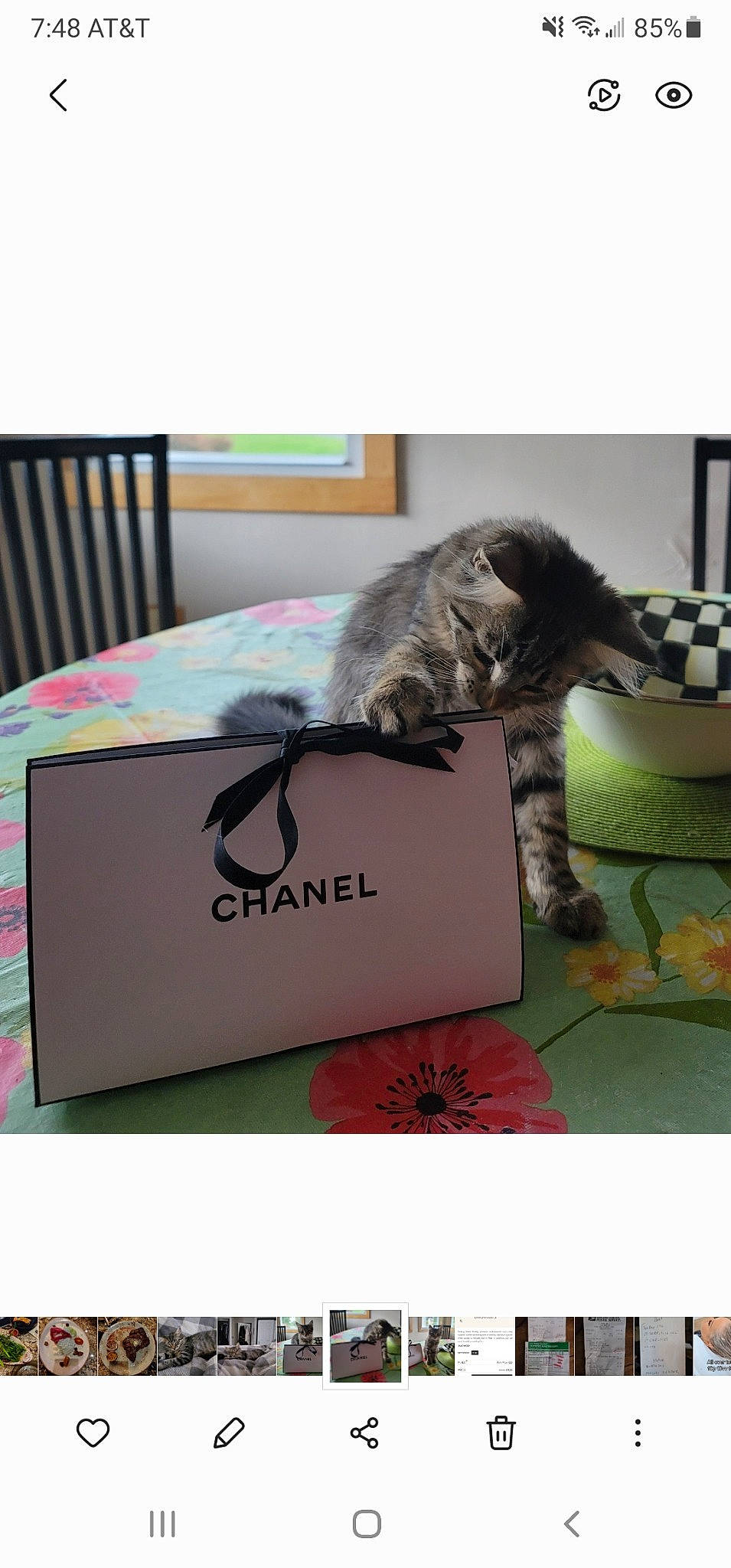 Chanel is registered to the contest to win money with this photo: carnivore, cat, comfort, domestic_short_haired_cat, felidae, font, fur, magenta, packaging_and_labeling, paper, paper_product, photo_caption, rectangle, room, small_to_medium_sized_cats, tail, whiskers