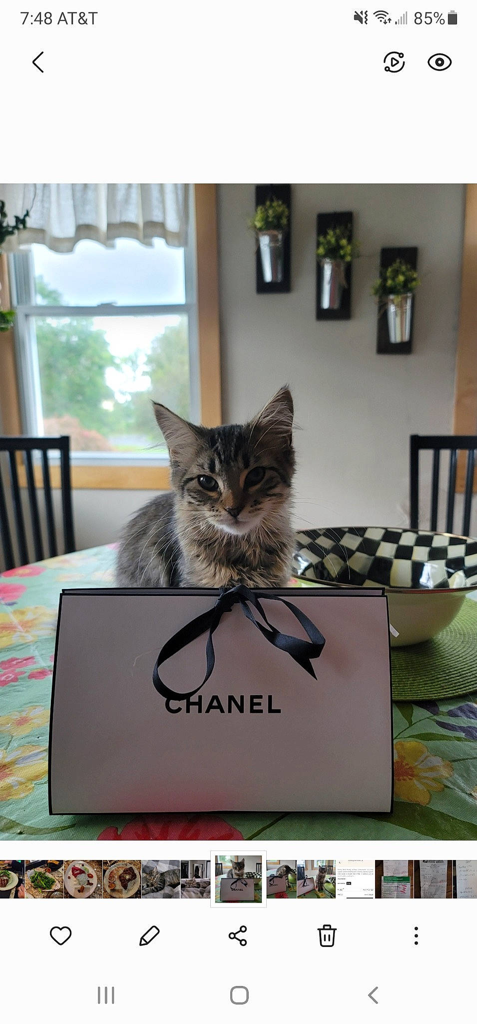 Chanel is registered to the contest to win money with this photo: carnivore, cat, chair, comfort, domestic_short_haired_cat, felidae, flooring, fur, grey, hardwood, living_room, picture_frame, rectangle, room, small_to_medium_sized_cats, table, tail, whiskers, window, wood