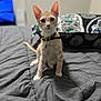 Simba is registered to the contest to win money with this photo: alert, animal, bed, bell, blanket, cat, collar, cute, domestic, ears, feline, gray, indoor, kitten, pattern, pet, sitting, soft, whiskers, young