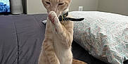 Simba joined the competition — help win amazing prizes! animal, bed, cat, collar, cozy, cute, domestic, ears, feline, indoor, kitten, licking, orange, paw, pet, pillow, resting, striped, tail, whiskers