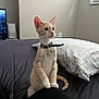 Simba joined the competition — help win amazing prizes! bed, bell, cat, collar, curious, ears, feline, fur, indoor, kitten, light, looking, orange, pet, pillow, tag, tail, whiskers, white, window