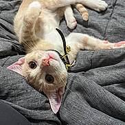 Simba joined the competition — help win amazing prizes! bell, blanket, cat, collar, curious, cute, fur, gray, indoor, kitten, lying, nose, orange, paw, pet, soft, texture, upside_down, whiskers, white