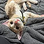 bell, blanket, cat, collar, curious, cute, fur, gray, indoor, kitten, lying, nose, orange, paw, pet, soft, texture, upside_down, whiskers, white